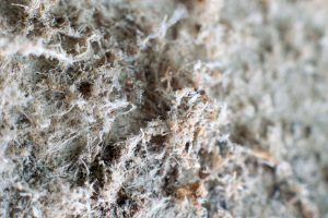 Асбестовая пыль под микроскопом